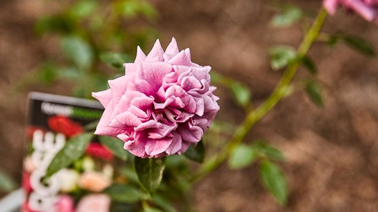 Close up of a pink flowering rose.