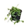 125mm Serpens Hanging Basket - Hoya