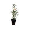 180mm Dwarf Papershell Almond - Prunus Dulcis