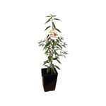 180mm Dwarf Papershell Almond - Prunus Dulcis