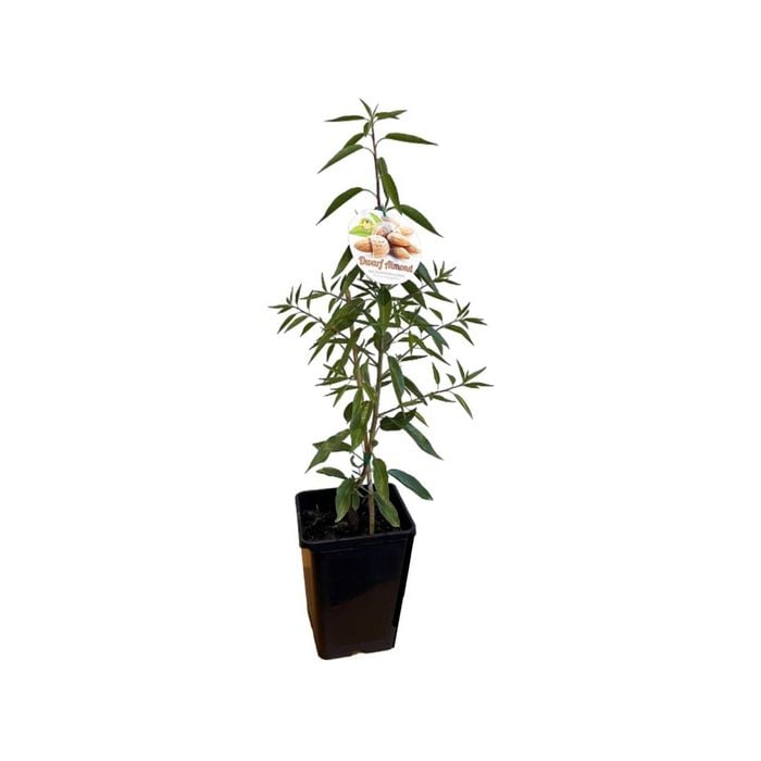 180mm Dwarf Papershell Almond - Prunus Dulcis