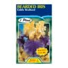 Fiesta Flower Bulbs Iris Germanica Edith Wolford Bulb