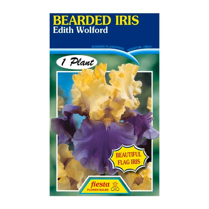 Fiesta Flower Bulbs Iris Germanica Edith Wolford Bulb