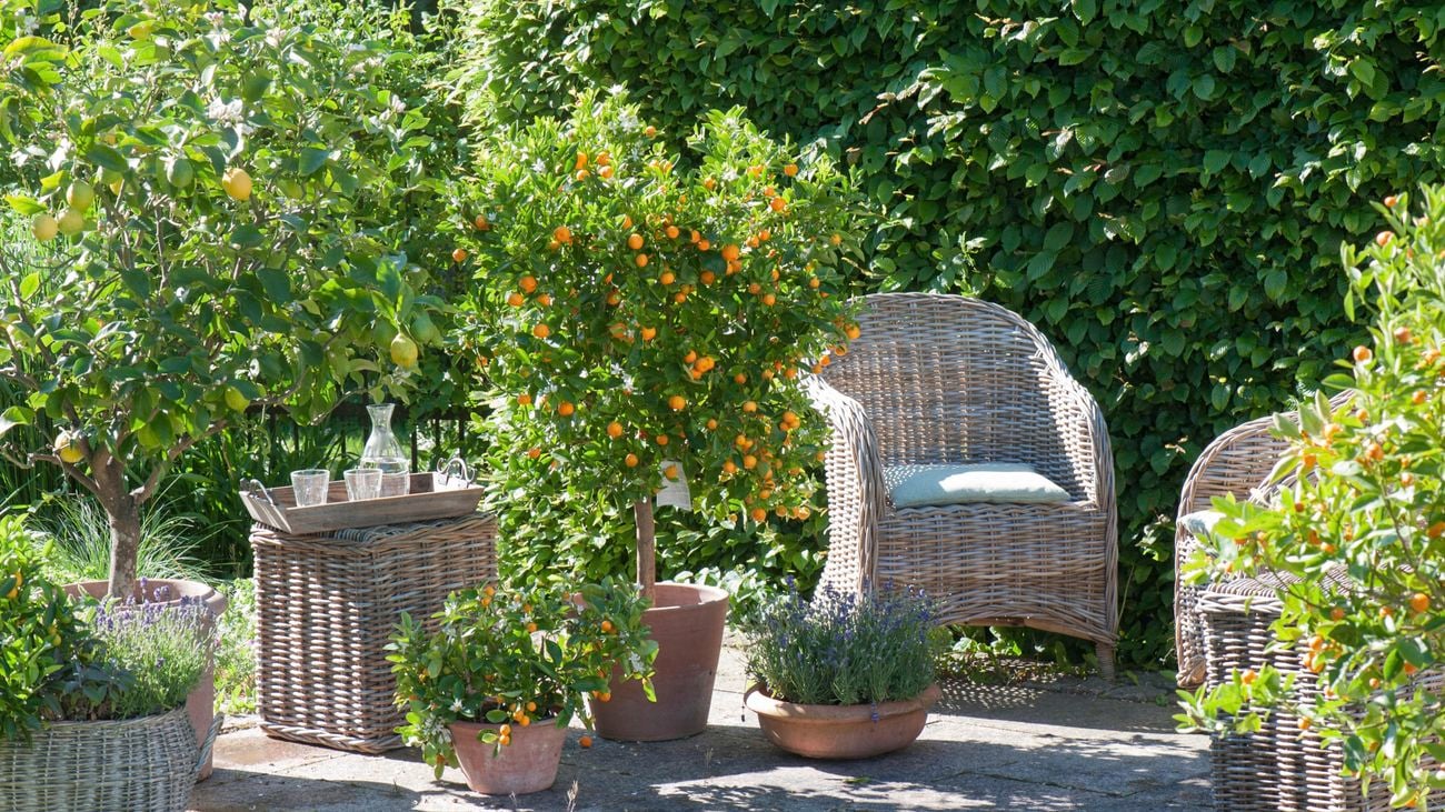 A selection of citrus plants in plant pots and wicker baskets, accompanied by a wicker lounge chair