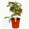 200mm Grevillea Robyn Gordon - Grevillea banksii x bipinnatifida