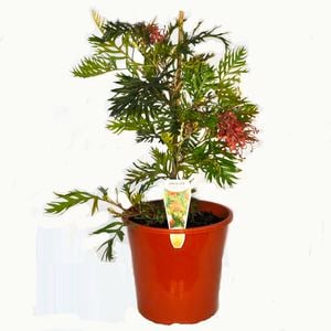 200mm Grevillea Robyn Gordon - Grevillea banksii x bipinnatifida