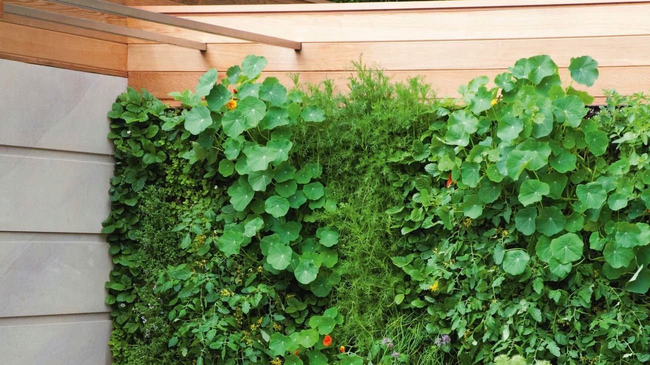 Vertical garden with various plants