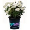 1.5L Federation Daisy - Argyranthemum frutescens