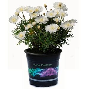 1.5L Federation Daisy - Argyranthemum frutescens