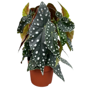 120mm Begonia Megadot PBR