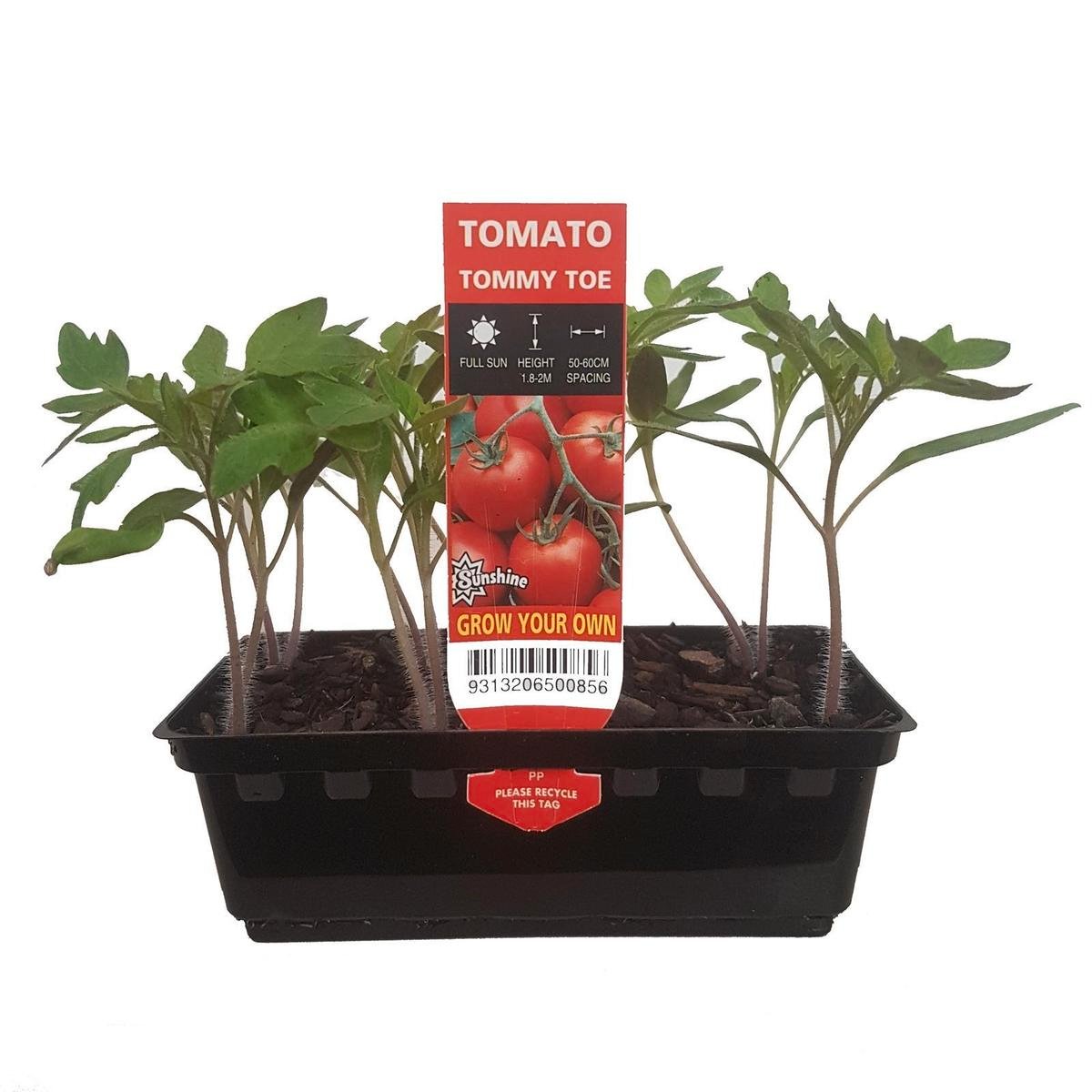 Punnet Tomato Tommy Toe - Lycopersicon esculentum - Grow Your Own Range -  Bunnings Australia
