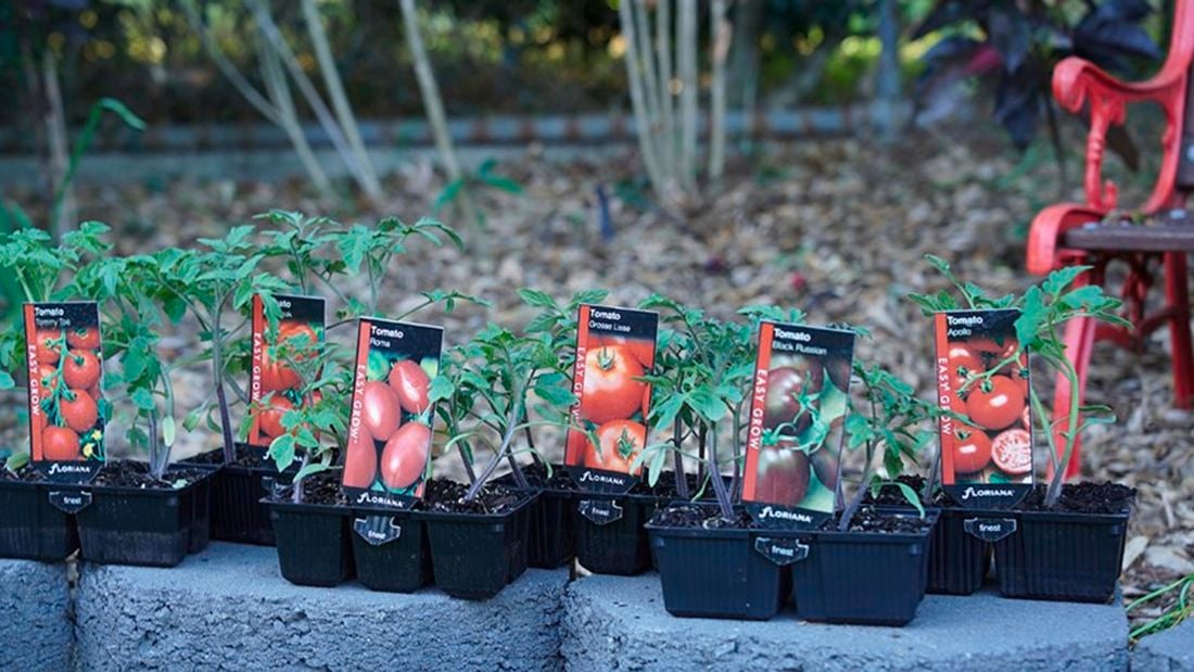 A variety of tomatoes in punnets.