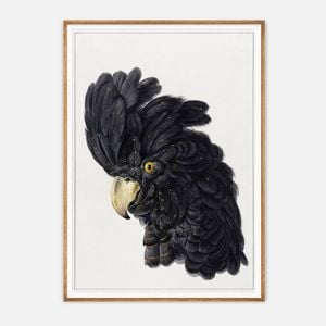 Galrie Stunning Black Cockatoo Art Print - Detailed Vintage Ornithological Illustration, Wood Frame, 50 x 70cm (20 x 28inch)