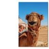Close-Up Of a Dromedary Camel  Print 100% Australian Made 100 x 150cm  (Stretched)