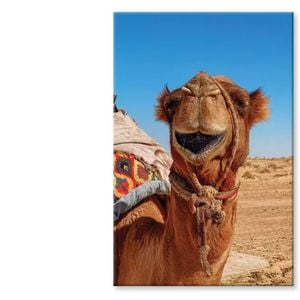 Close-Up Of a Dromedary Camel  Print 100% Australian Made 100 x 150cm  (Stretched)