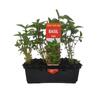 Punnet Thai Basil - Ocium basilicum - Grow Your Own Range