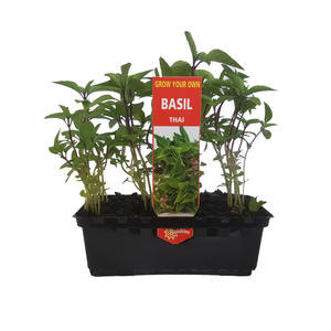 Punnet Thai Basil - Ocium basilicum - Grow Your Own Range