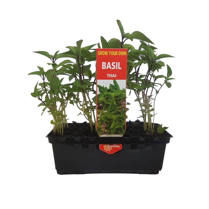 Punnet Thai Basil - Ocium basilicum - Grow Your Own Range