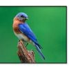 A Blue Bird Sitting on Top Tree  Print 100% Australian Made 120x90cm  (Poster)