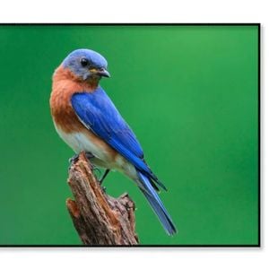 A Blue Bird Sitting on Top Tree  Print 100% Australian Made 120x90cm  (Poster)