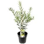 200mm Olive Garden Harvest - Olea spp Olive