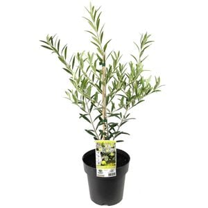 200mm Olive Garden Harvest - Olea spp Olive