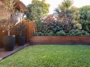 Mastering the art of lush lawns: your expert guide to optimal lawn fertilisation