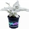 140mm Senecio Angel Wings - Senecio candicans