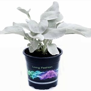 140mm Senecio Angel Wings - Senecio candicans