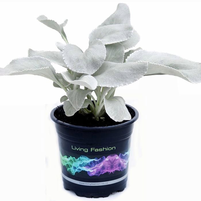 140mm Senecio Angel Wings - Senecio candicans