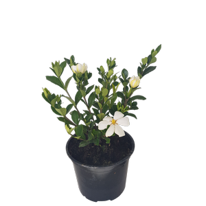 2L Gardenia -  Gardenia Grandiflora Star