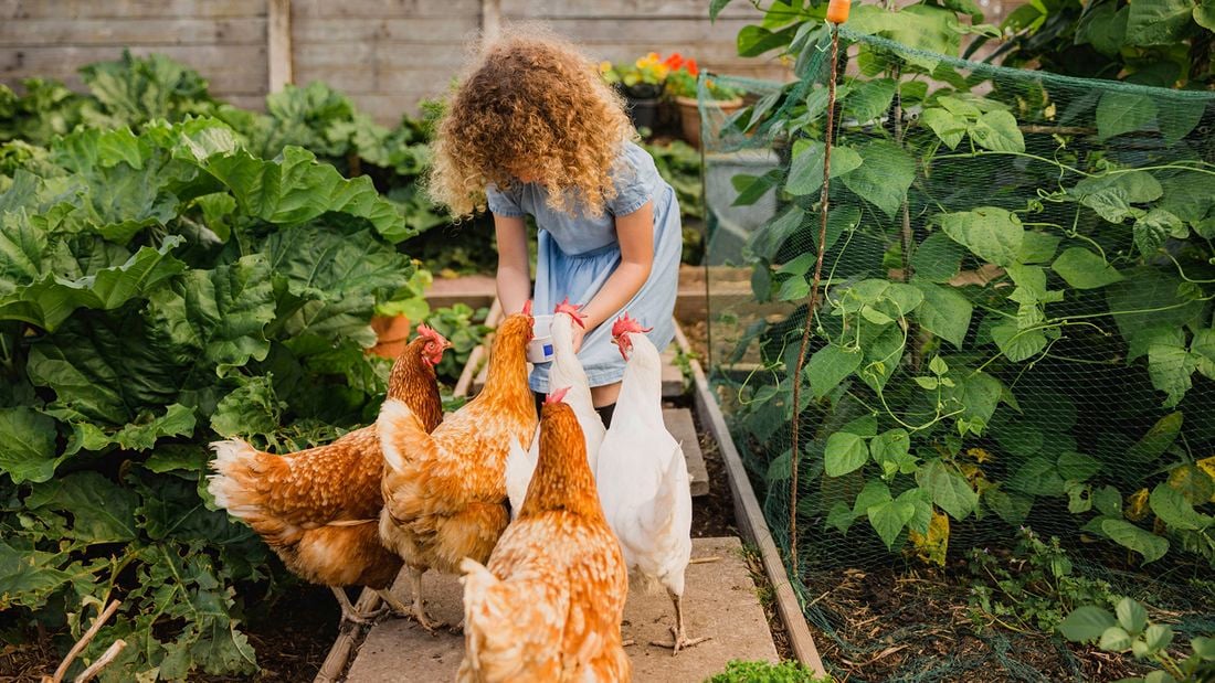 A young child in a blue dress feeds five chickens from a bowl in a garden, surrounded by plants.