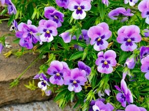 Pansies with purple and yellow flowers