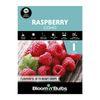 Bloomin' Bulbs Raspberry Coho - 1 Pack