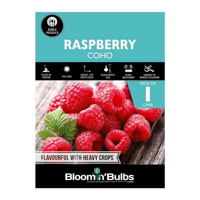 Bloomin' Bulbs Raspberry Coho - 1 Pack