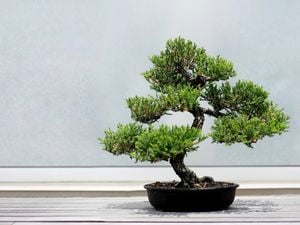 A bonsai tree in a black pot.