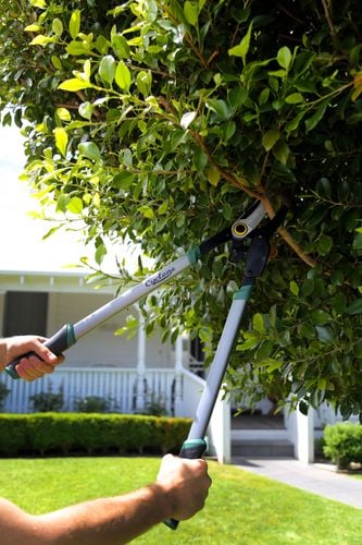 Clipping a tree branch with Cyclone equipment