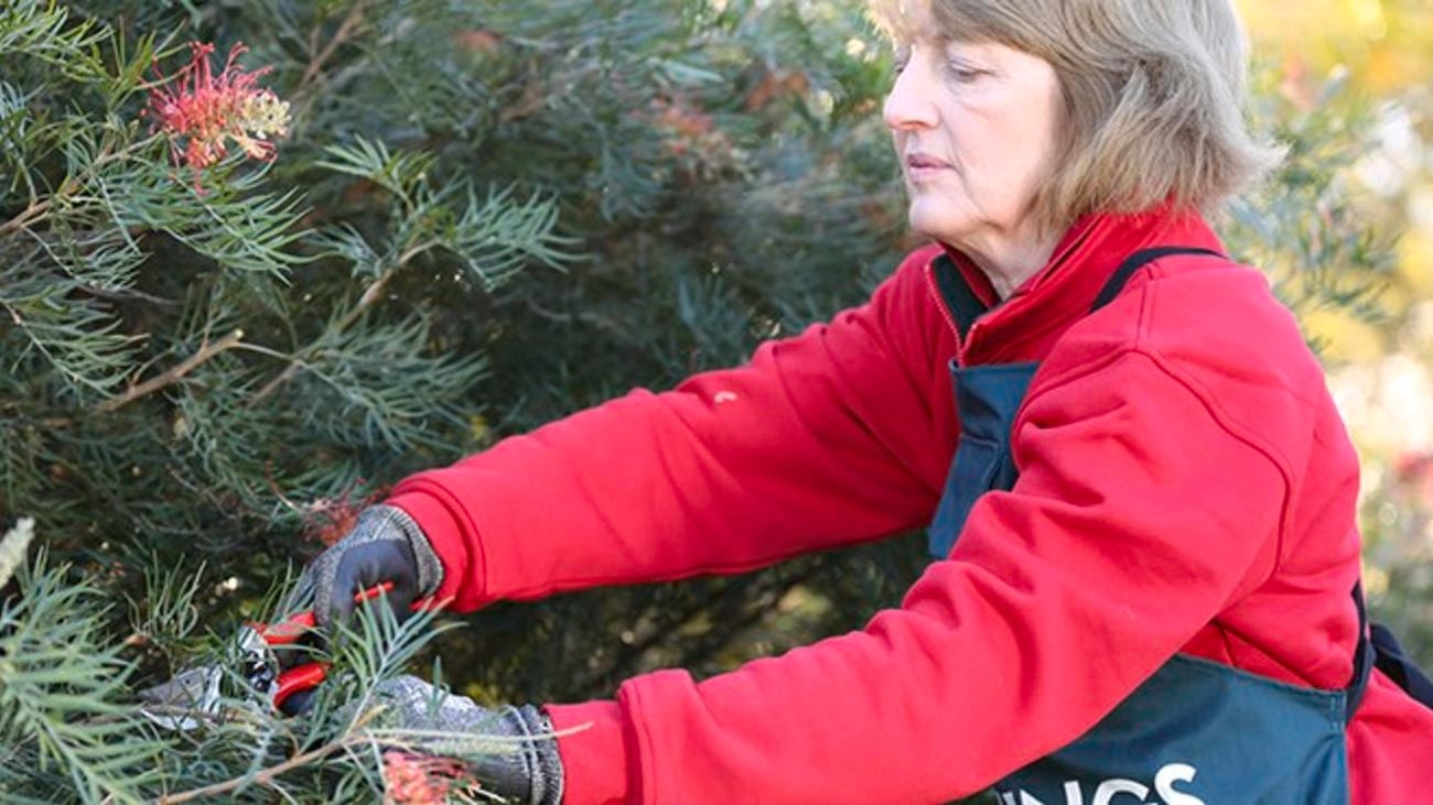 Person pruning plant.
