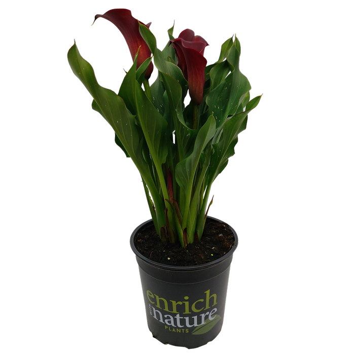 170mm Assorted Calla Lily - Zantedeschia
