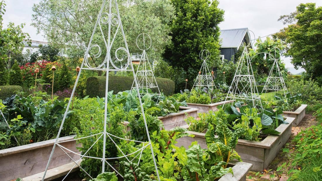 Raised garden beds with growing vegetables in backyard.