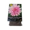 Yarra Valley Bulbs Dahlia Glenbank Lavender Blush - 1 Pack