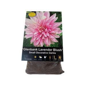 Yarra Valley Bulbs Dahlia Glenbank Lavender Blush - 1 Pack