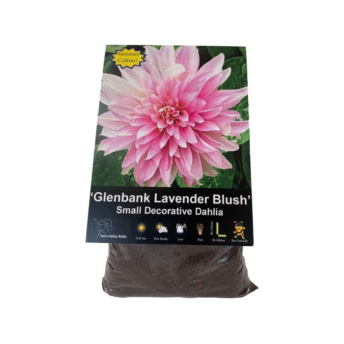 Yarra Valley Bulbs Dahlia Glenbank Lavender Blush - 1 Pack