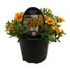 Gardening Solutionz 14cm Calibrachoa Calitastic Mango 
