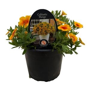 Gardening Solutionz 14cm Calibrachoa Calitastic Mango 