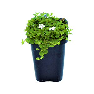 68mm Pratia Puberula Blue