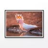 Orange Cockatoo Bird Near Water  Print 100% Australian Made 90x60cm  (poster)