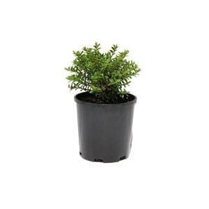 140mm Hebe Lemon and Lime - Hebe