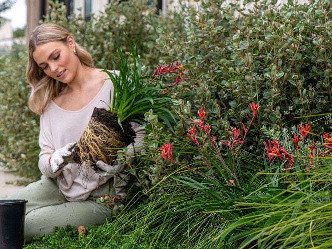 lady potting a small shrub into a garden bed