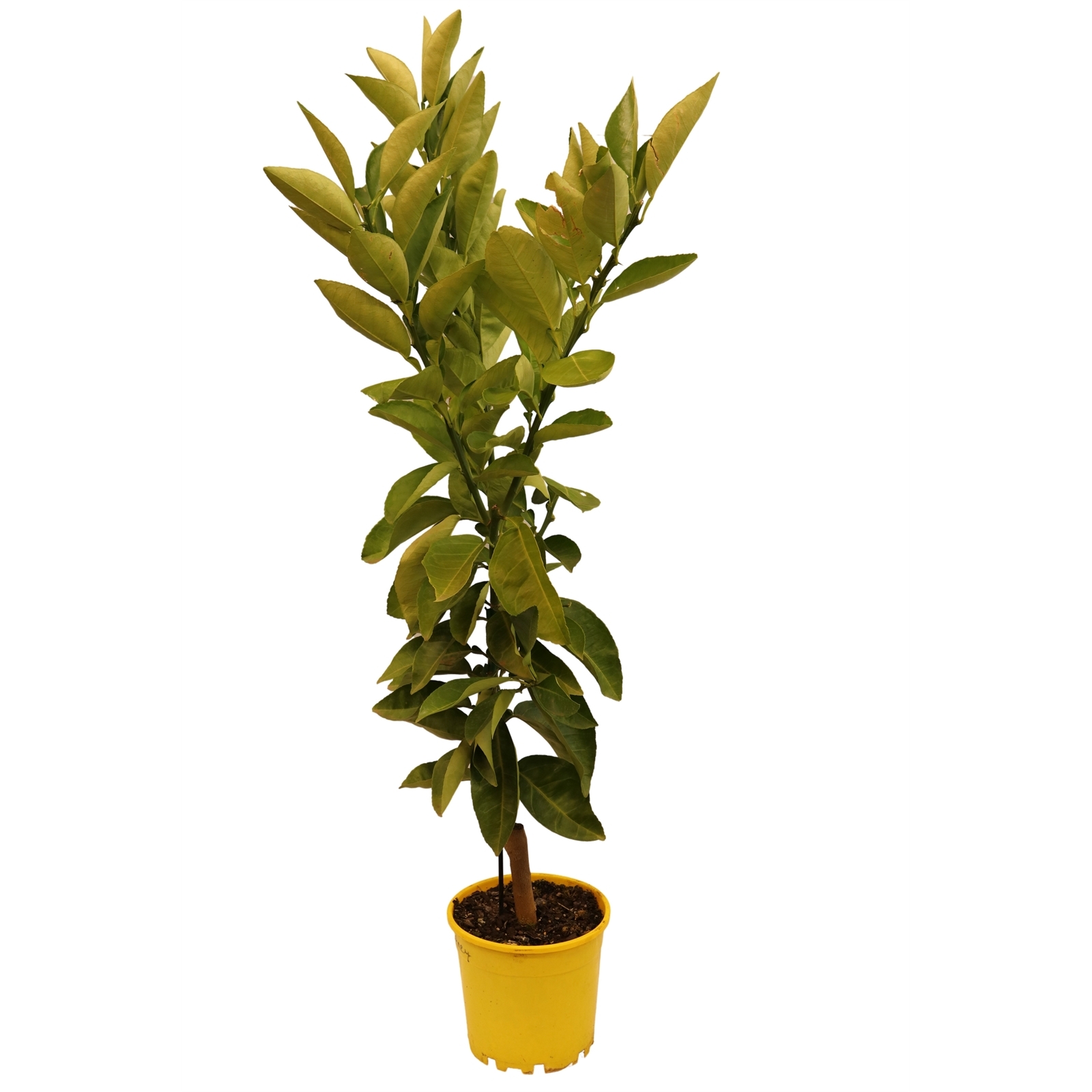 250mm Wheeny Grapefruit - Citrus Paradisi product image